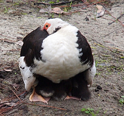 [A mother muscovy duck with white feathers on her head, neck, and wings has her bill tucked into the dark feathers on her back. On and between her legs are the back ends of at least three ducklings. The duckling on the far right is nearly completely brown while the one in the middle and on the left have light-colored down at the edges of their brown backsides. Mom is standing on dirt.]